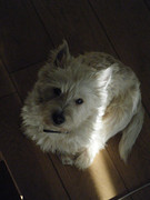 honden foto honden foto van marinda