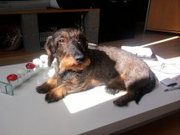 honden foto van nathalia