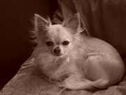 honden foto van virginie