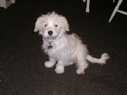 honden foto van Lizzy