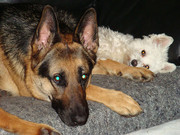 honden foto van Carmen