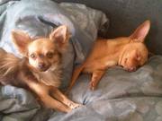 honden foto van hellen