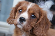honden foto van jari demi