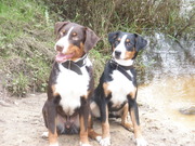 honden foto van Marbeth