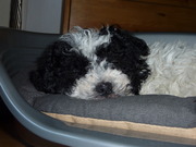 honden foto van Annamarie