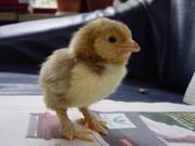 honden foto van nona