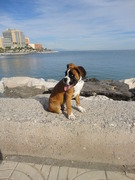 honden foto van Cheyenna en Miko