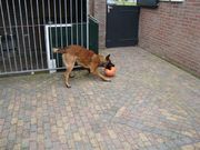 honden foto van Bert Nerings