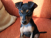 honden foto van Angela en Charlie
