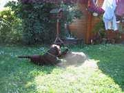 honden foto van skiksie