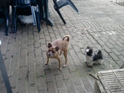 honden foto van nikita