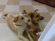 honden foto van gabriella