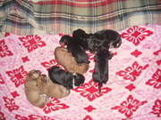 honden foto van davy