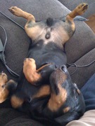 honden foto van Welmoed Albertsma