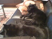 honden foto van erica breynaert