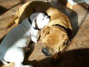 honden foto van old engelse bulldog