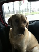 honden foto van Tommy en Ginny