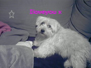 honden foto van Lindsey