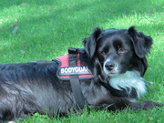 honden foto honden foto van Pippin