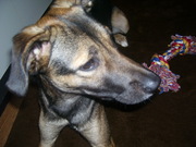 honden foto van belle-lady