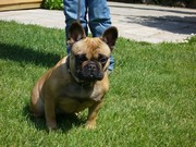 honden foto van vidts