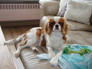 honden foto van Fleur en Vèronique