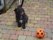 honden foto van patricia