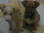 honden foto van gaby