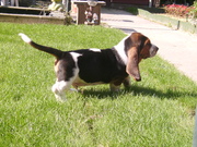 honden foto van Anne-Marie Berns-Holtermann