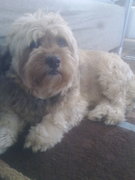 honden foto van Ingeborg