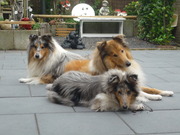 honden foto van Boland G