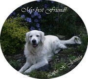 honden foto honden foto van Jennifer