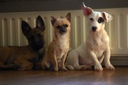 honden foto van Sanne