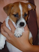 honden foto van mariska