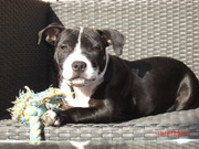 honden foto van Jeroen Kamer