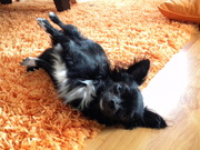 honden foto van Danger  Grrrr