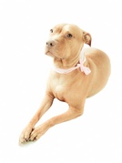 honden foto van Britt