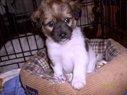 honden foto van corina