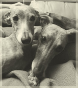 honden foto van Karin, Viefke en Robijn