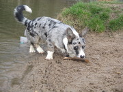 honden foto van Miranda Danser