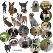 honden foto van sanne