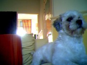 honden foto van claudia