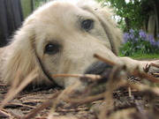 honden foto van Kathy