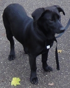 honden foto van Kika