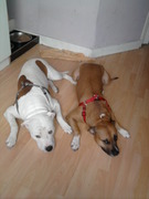 honden foto van Sunny Caethoven