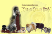 honden foto van Joke Baetsen