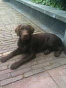 honden foto honden foto van Elliette