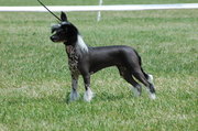 honden foto van gerda