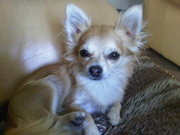 honden foto van Brenda