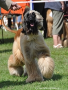 honden foto honden foto van Gerard